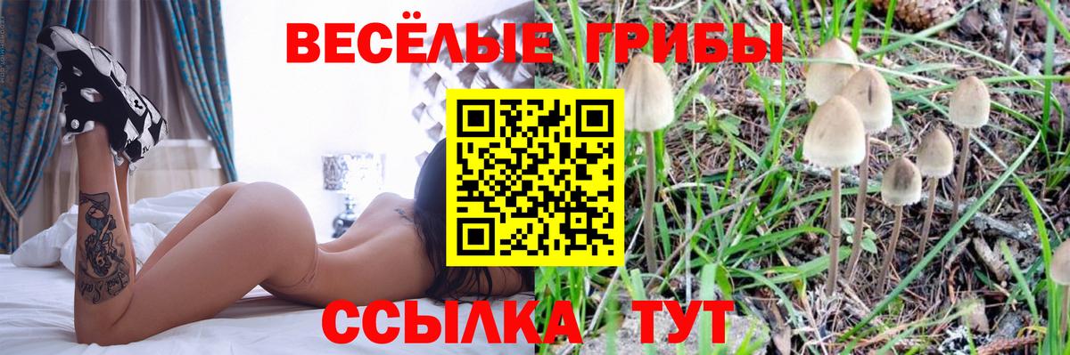 Псилоцибиновые грибы Psilocybe  Вход с VPN  Луга 